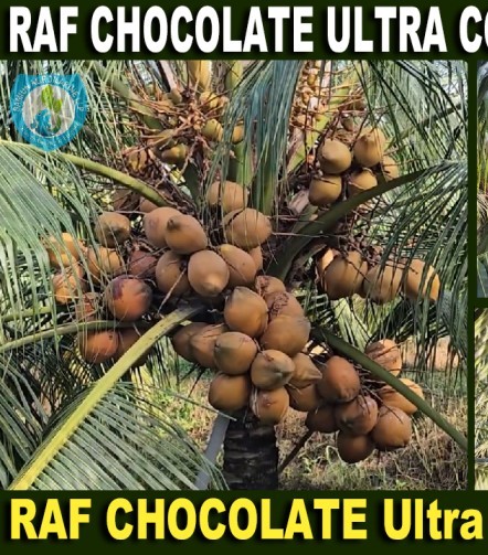 RAF Ultra CHOCOLATE Dwarf Coconut Plants